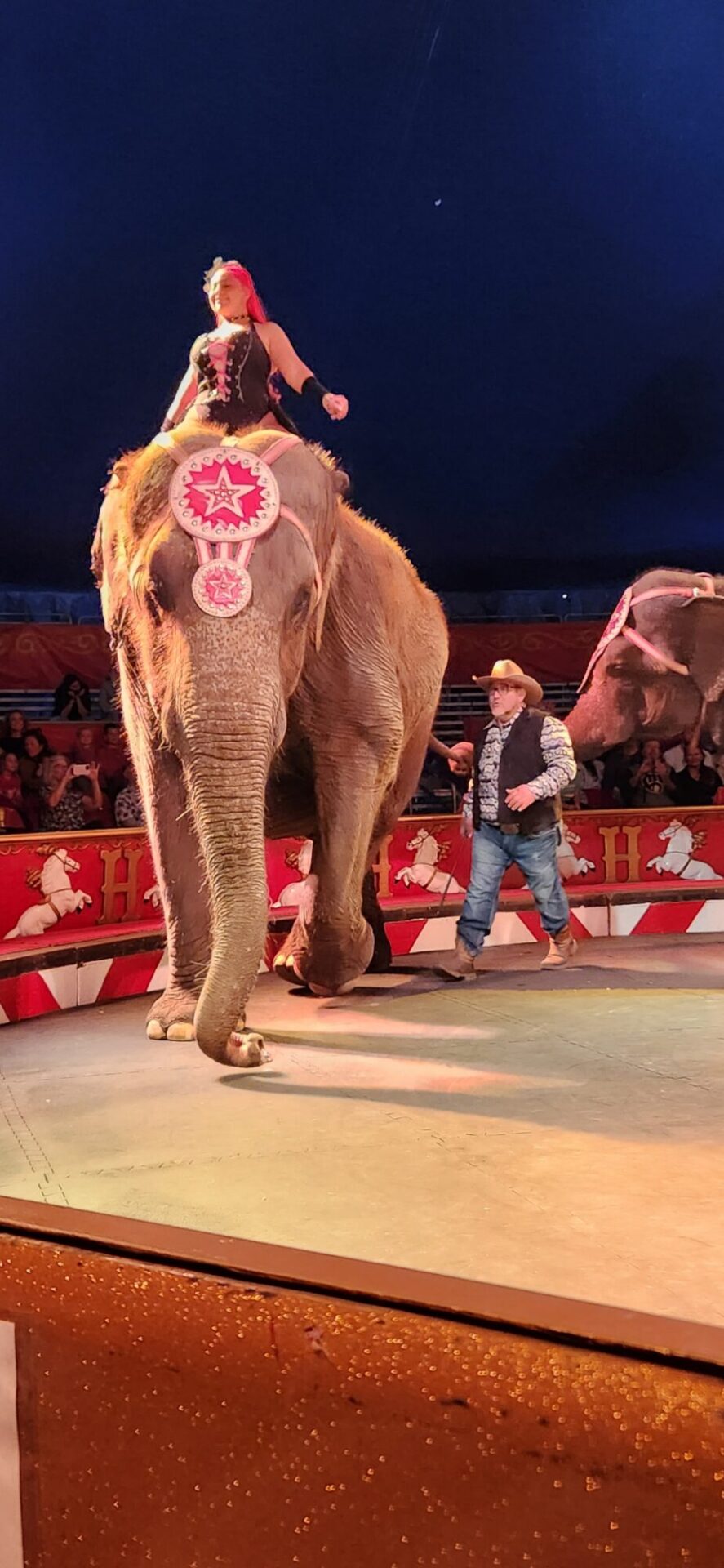 elephant show at the circus