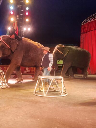 elephants in the circus