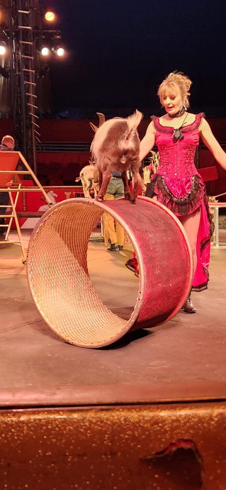 goat in circus show