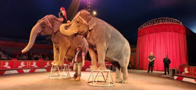 Circus elephants in the show