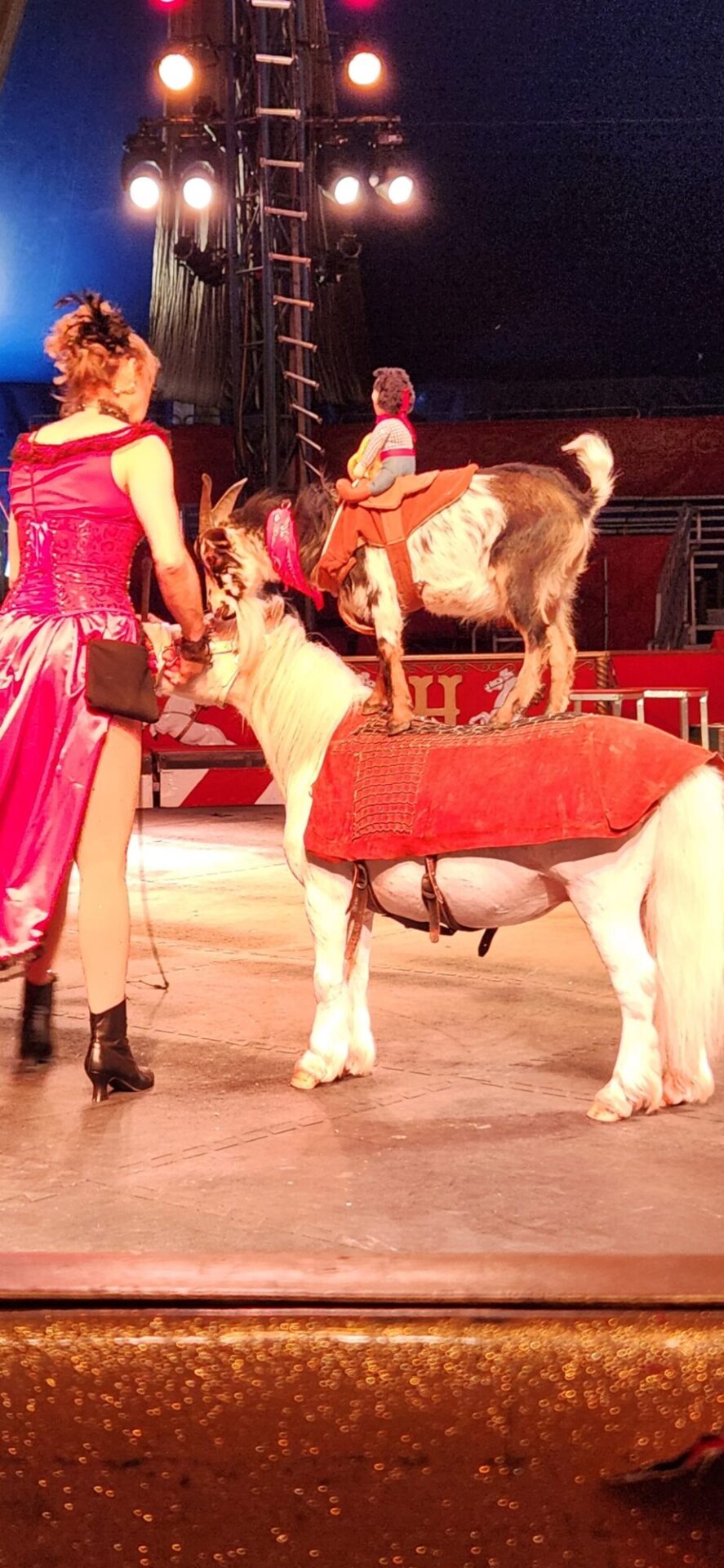 goat in the show with little horse