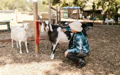 A person in a hat and plaid shirt kneels to pet a black and white goat at a sunny farm, while a white goat stands nearby. The setting is calm and rustic.